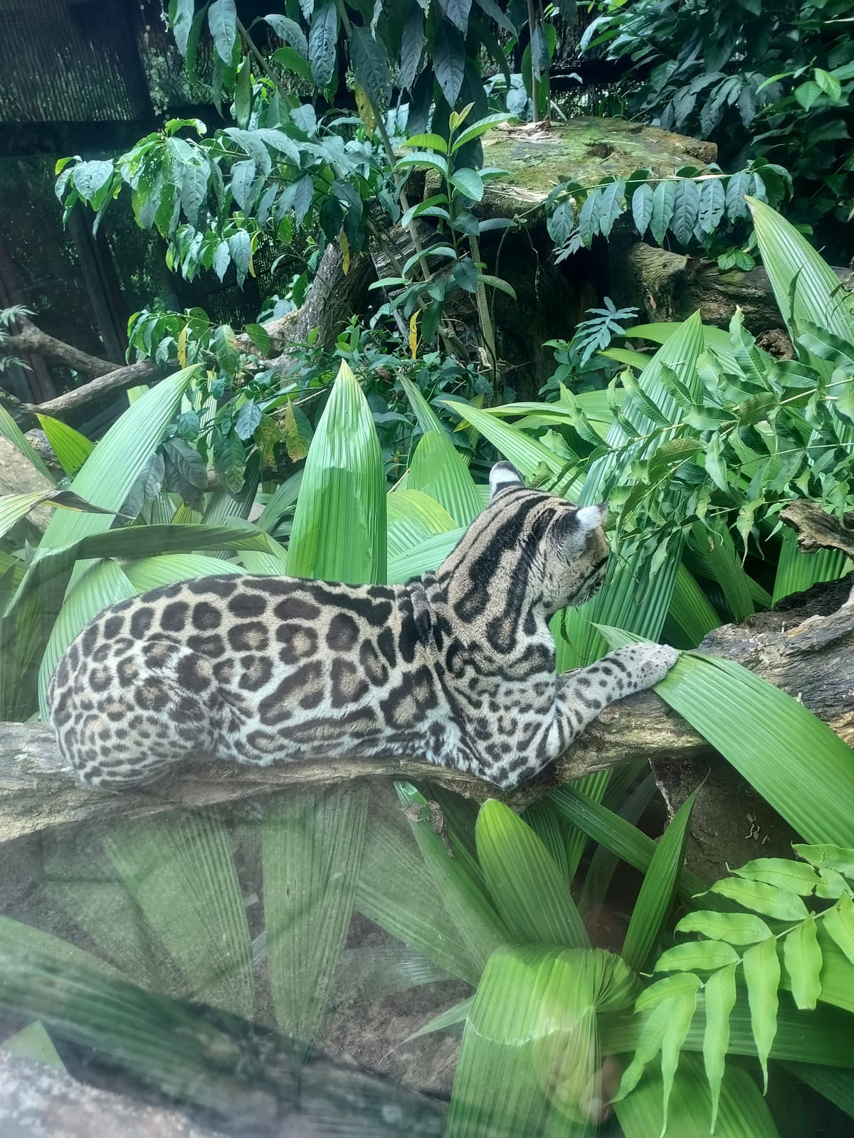 A wild cat resting on a branch in the rainforest