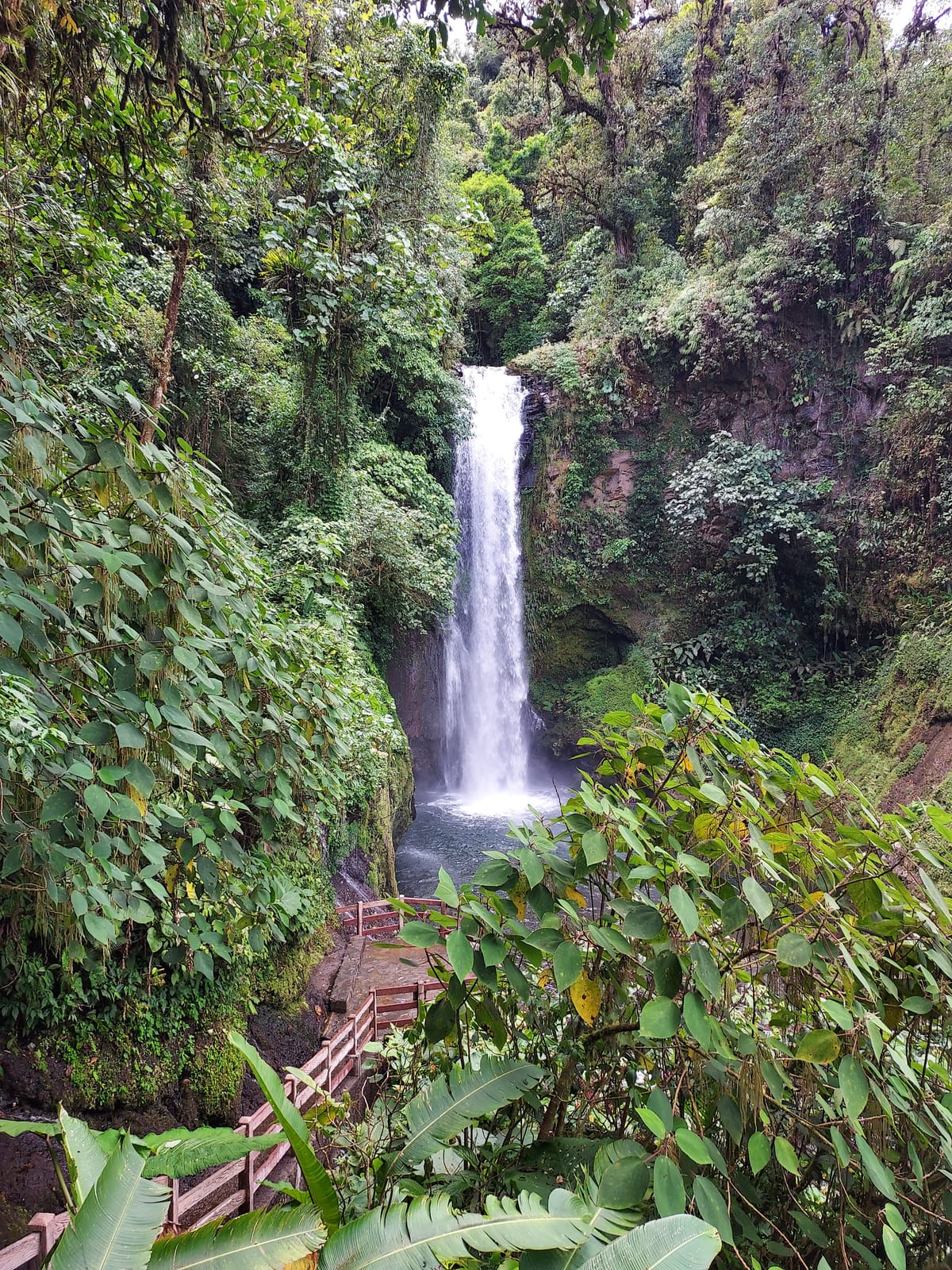 A rainforest waterfall