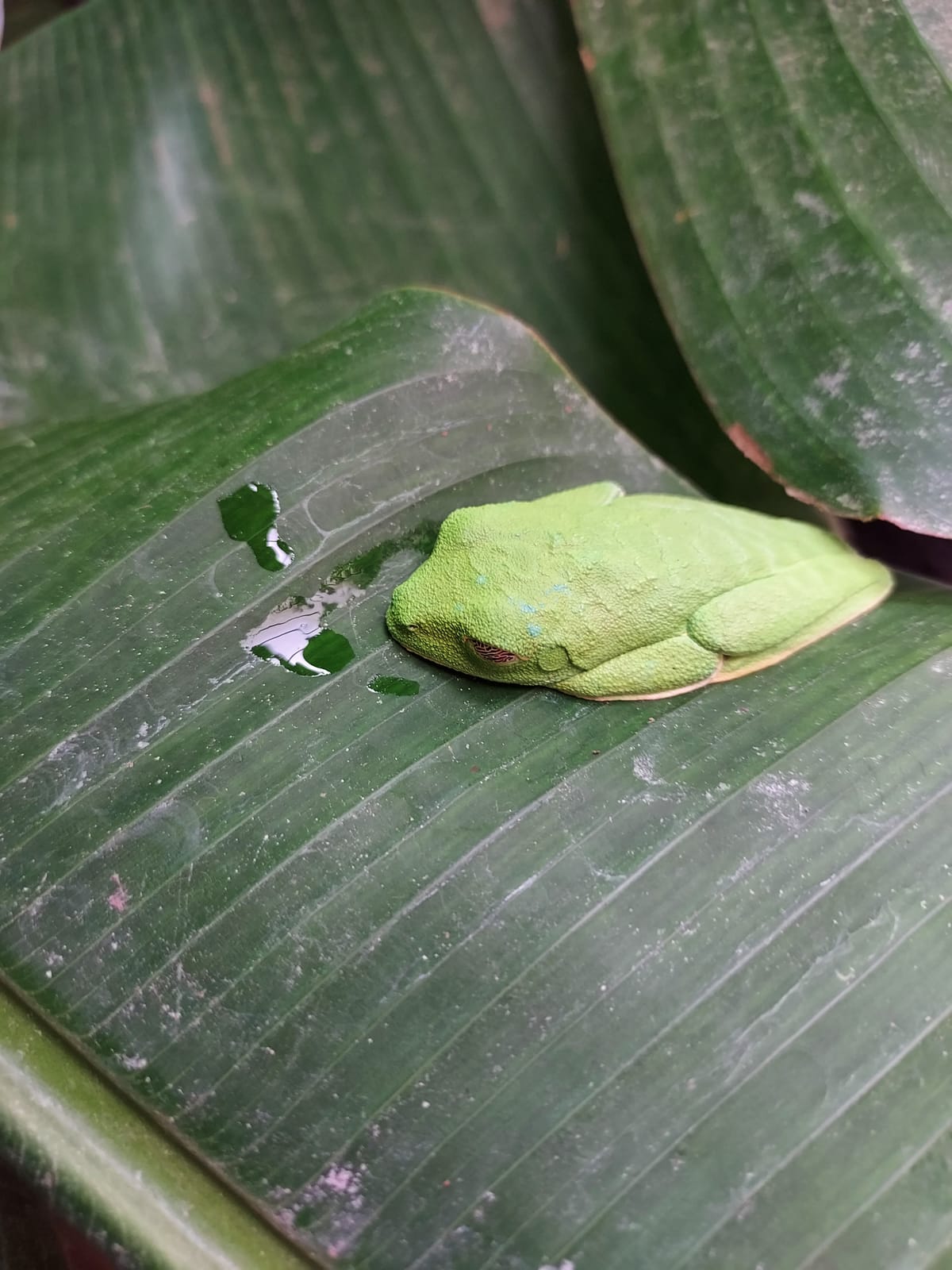 A green tree frog camouflaged on a leaf