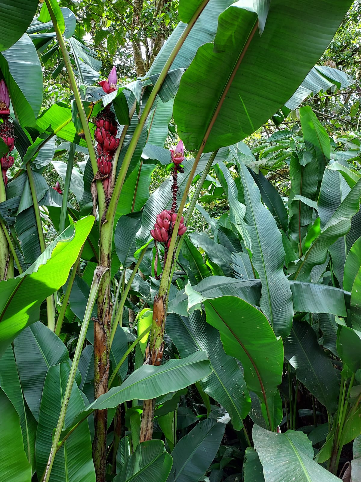 Heliconia flowers in the jungle